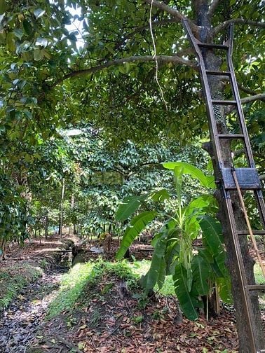 Bán đất tại Đường An Sơn 26, Xã An Sơn, Thuận An, BD, 33 tỷ, 2477m2