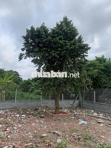 mặt tiền Bùi Thị Diệt, cửu chi, Tp.HCM