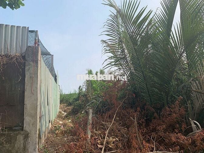 Đất Nông Ngiệp Hẻm 8m Nguyễn Văn Ràng,Phước Lộc.SHR-Giá Chỉ 1ty3