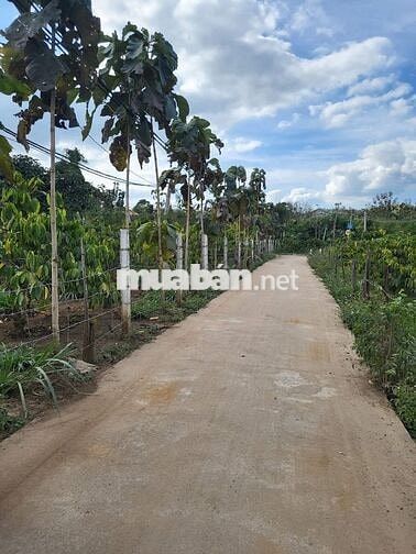 300m mặt tiền đường bê tông, xung quanh bám Suối wiu bán đảo có 102
