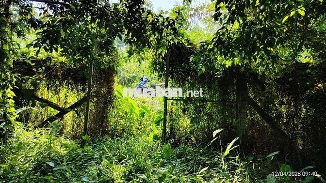 Đất Phường, Tân An,TP Thủ Dầu Một,Bình Dương(phường Phú An-TPHCM)