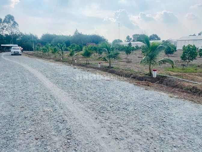 Đất thành phố Hồ Chí Minh có sẵn vườn mít và dừa