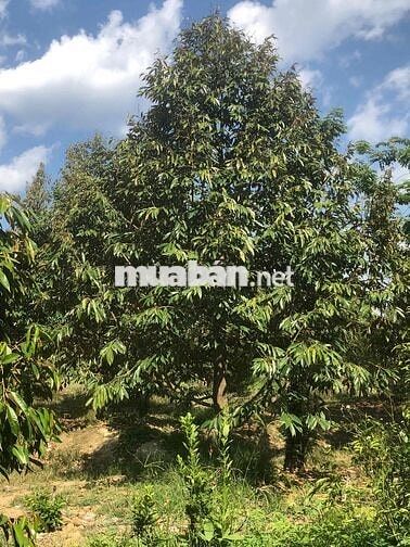 Tuyển 2 vợ chồng phụ vườn bao ăn ở tại Đăk Lăk