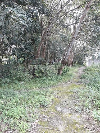 BÁN ĐẤT 5466M2 PHƯỜNG HOÀ LỢI, GẦN KHU DU LỊCH ĐẠI NAM GIÁ TÓT 12,5 TỶ