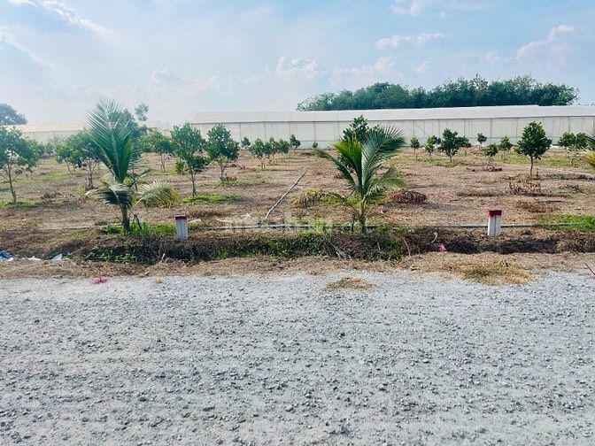 Đất thành phố Hồ Chí Minh có sẵn vườn mít và dừa
