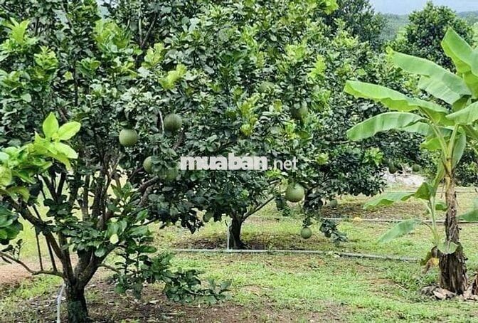 Chủ cần bán gấp vườn bưởi da xanh S: 3700m2 giá 350tr sổ sẵn