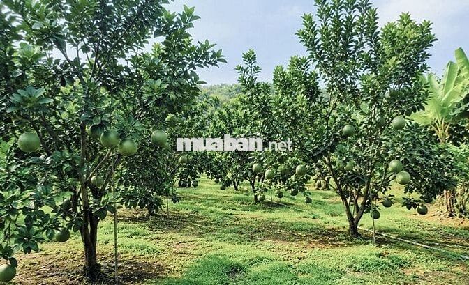 Chủ cần bán gấp vườn bưởi da xanh S: 3700m2 giá 350tr sổ sẵn