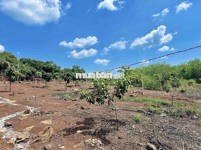 Đất vườn giá ngộp có sẵn cây ăn trái