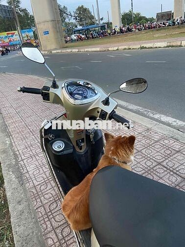 tôi bán xe acurzo màu vàng chính chủ