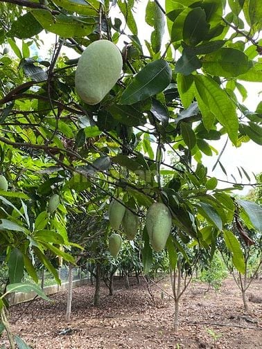 CẦN CHUYỂN NHƯỢNG ĐẤT VƯỜN NGHỈ DƯỠNG VEN HỒ TRỊ AN THƠ MỘNG