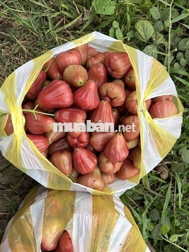 Chính chủ cần bán lô đất nhà vườn 2 mặt tiền kiệt oto