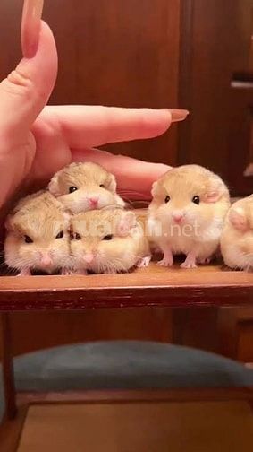 Chuột Đuôi mập ngoan hiền, dễ thương, dễ nuôi