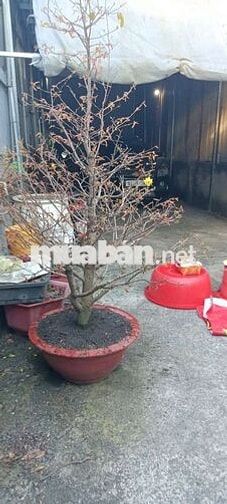 cần bán nhà Tân Chánh hiệp 07 cách Nguyễn ảnh thủ 200 m