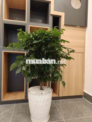 NHÀ MỚI 100% 4PN+3WC FULL NT GIÁ HẠT DẺ NGAY TÔ HIẾN THÀNH- Q10.