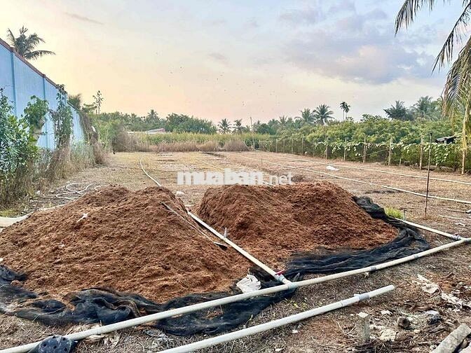BÁN ĐẤT TẠI QUỐC LỘ 57 CHỢ LÁCH • 1 CÔNG ĐẤT NỞ HẬU • CHỈ 1.x Tỷ