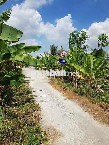 Cần bán đất ap 8 xa phú lộc Tp cần thơ  Gần chợ Gần trường học  Vi tri