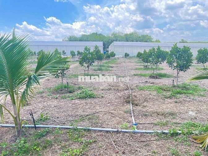 Chủ cần vốn bán gấp đất tặng vườn mít ruột đỏ + Dừa