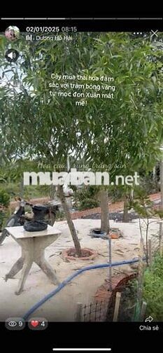đất nn đa mục đích- gần 1 hec ta