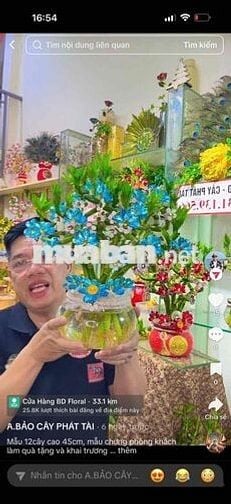 BD FLORIST TUYỂN DỤNG GIA CÔNG CÂY PHÁT TÀI