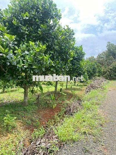 cần tiền làm ăn chủ cần bán miếng đất vườn hơn 3600m2