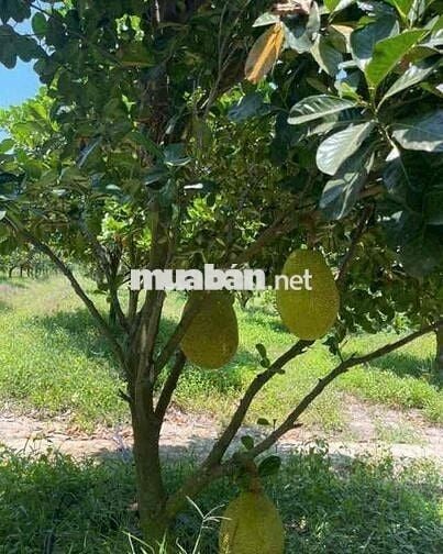 cần tiền làm ăn chủ cần bán miếng đất vườn hơn 3600m2