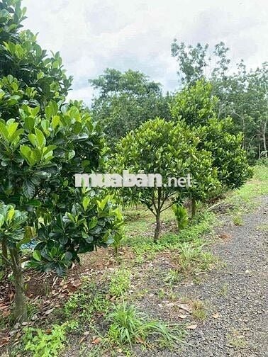 cần tiền làm ăn chủ cần bán miếng đất vườn hơn 3600m2