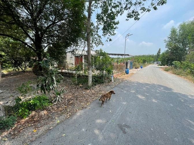 CHÍNH CHỦ BÁN ĐẤT TÂN THÀNH 11 (494.3m² – FULL THỔ CƯ – ĐẤT RỘNG ĐẸP