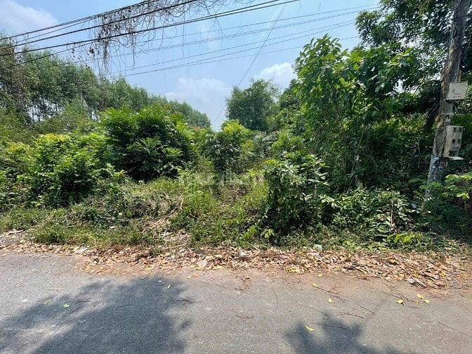 CHÍNH CHỦ BÁN ĐẤT TÂN THÀNH 11 (494.3m² – FULL THỔ CƯ – ĐẤT RỘNG ĐẸP