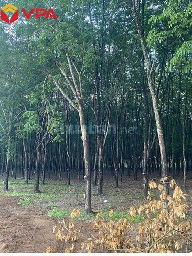 Thông báo đấu giá tài sản của Ông Nguyễn Công Tường (tỉnh Đồng Nai)
