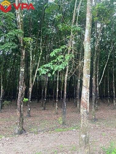 Thông báo đấu giá tài sản của Ông Nguyễn Công Tường (tỉnh Đồng Nai)