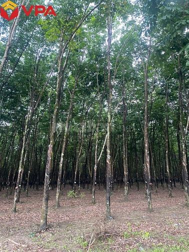 Thông báo đấu giá tài sản của Ông Nguyễn Công Tường (tỉnh Đồng Nai)