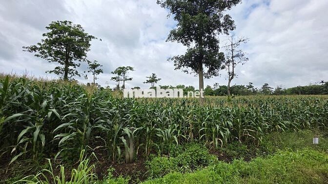 Bán đất Ea Kuêh, Cư M’gar | 1.156m², quy hoạch đất ở