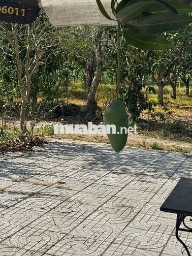 cần bán lô đất MT đẹp   , gần chợ hắc dịch, kcn phú mỹ,