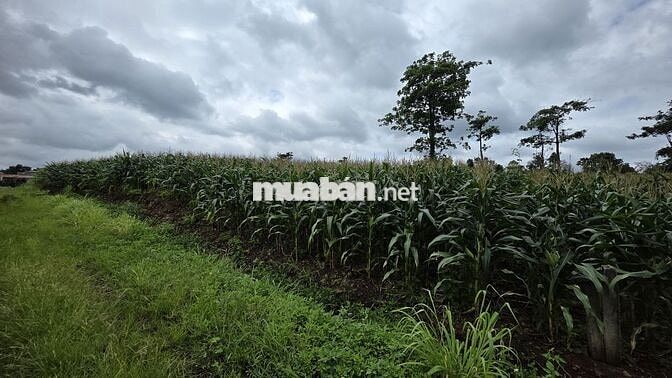 Bán đất Ea Kuêh, Cư M’gar | 1.156m², quy hoạch đất ở