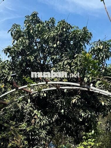 cần bán lô đất MT đẹp   , gần chợ hắc dịch, kcn phú mỹ,