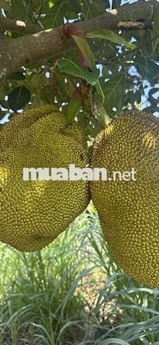 cần bán lô đất MT đẹp   , gần chợ hắc dịch, kcn phú mỹ,