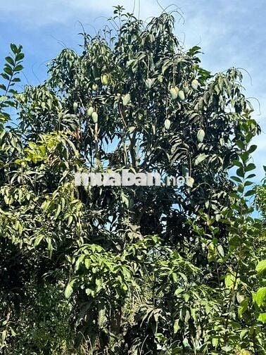 cần bán lô đất MT đẹp   , gần chợ hắc dịch, kcn phú mỹ,