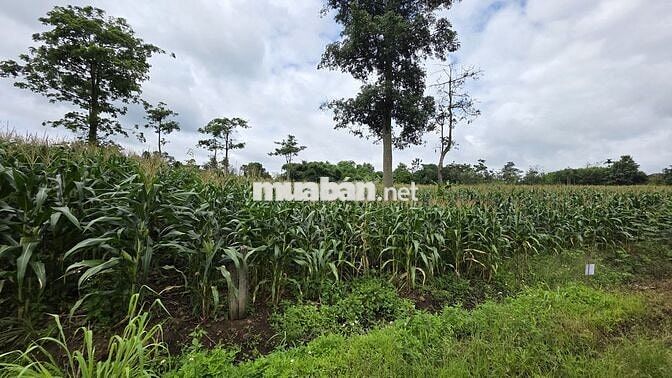 Bán đất Ea Kuêh, Cư M’gar | 1.156m², quy hoạch đất ở