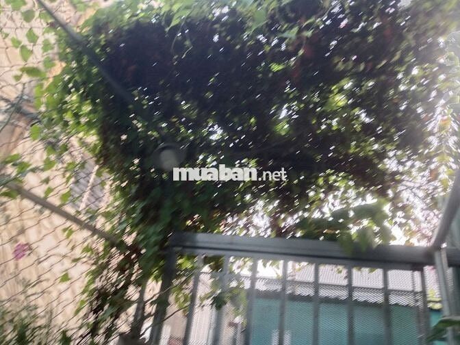 Cho thuê nhà Linh Chiểu hẻm yên tĩnh có sân vườn cây xanh mát