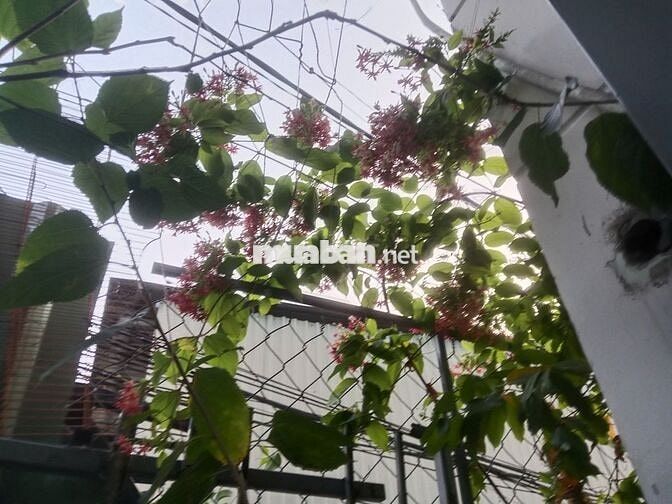 Cho thuê nhà Linh Chiểu hẻm yên tĩnh có sân vườn cây xanh mát