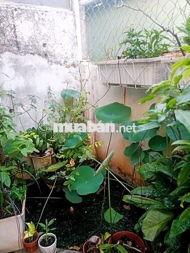 Cho thuê nhà Linh Chiểu hẻm yên tĩnh có sân vườn cây xanh mát