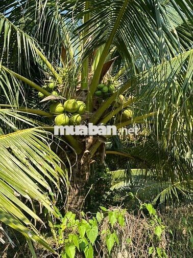 555M ĐẤT MẶT TIỀN HẺM THÔNG 3.5M Ở TAM PHƯỚC CÁCH 173 CHỈ 100M