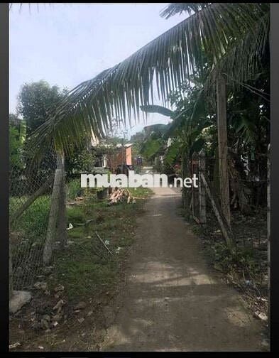 BÁN ĐẤT VƯON AN SƠN 467M2 CÓ 100M2 THỔ CƯ TIỆN XÂY NHÀ VƯỜN NGANG 11M