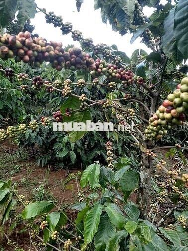 Bán nhà đất 522m2 giáp ngay Ql14, trung tâm TPGia Nghĩa, Daknong