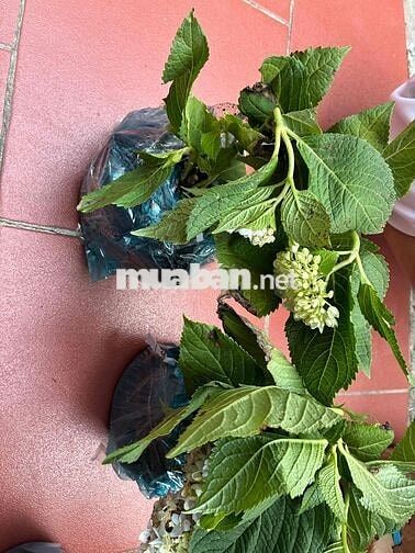 Cho thuê mặt bằng kinh doanh 4.5tr khu vực La Khê Hà Đông