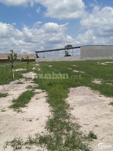 CHỦ KẸT TIỀN BÁN GẤP ĐẤT SÀO 1000m2 CHƠN THÀNH Đồng Nai GIÁ ĐẦU TƯ 