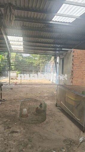 Nhà vườn 2000m có ao vườn. nhà tôn. Đường kênh trung ương Vĩnh Lộc B 