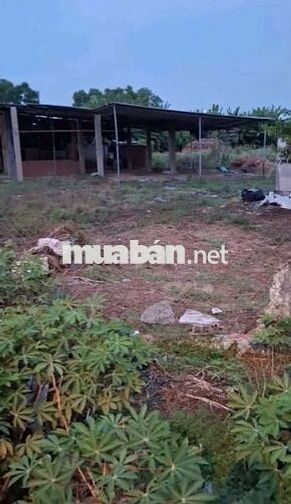 xưởng cho thuê Tân hiệp hóc môn đường container