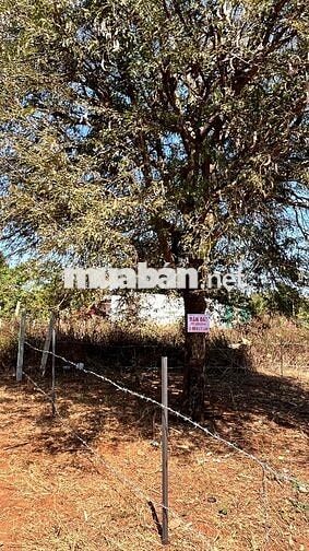 Nửa xào đất mặt tiền có sổ cần bán gấp