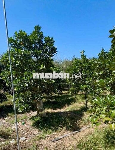 Chủ Cần Bán Nhanh Vườn Mít Trong Tháng